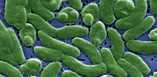 La bacteria de la playa estaría en la costa argentina- La bacteria de la playa estaría en la costa argentina