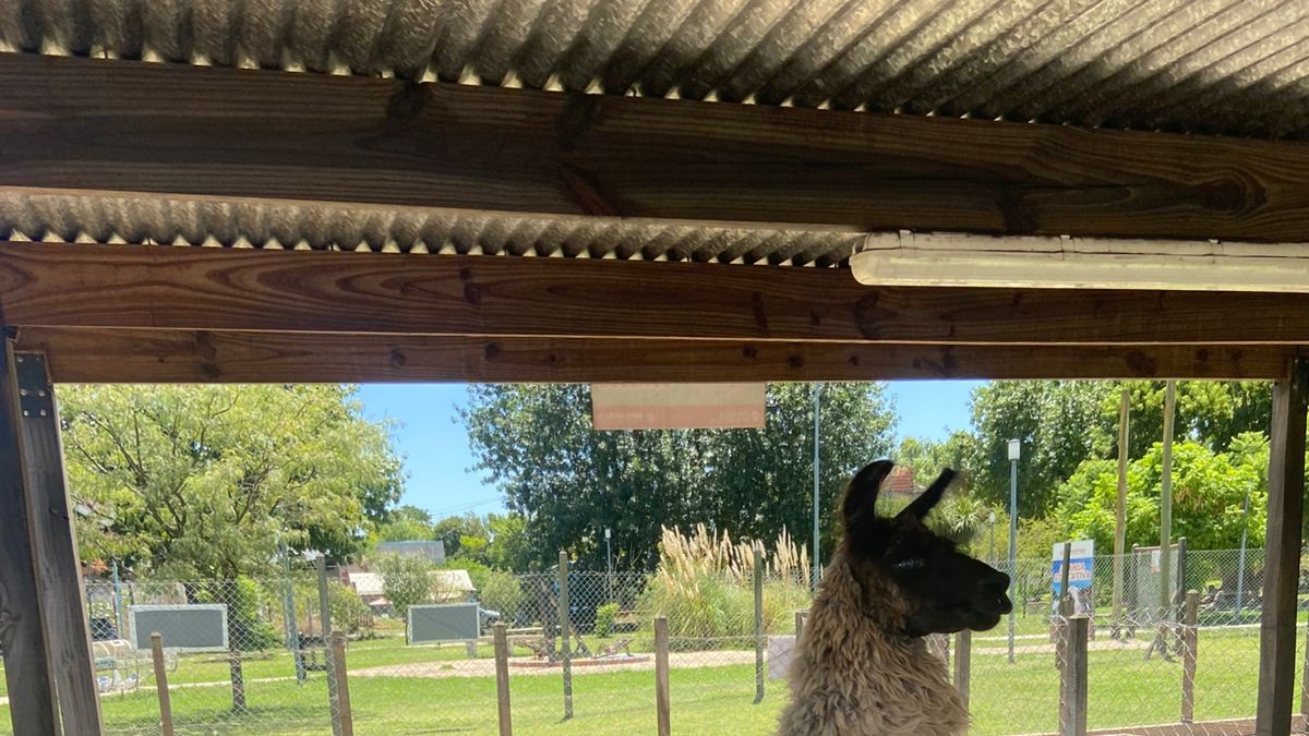 Berazategui rescató a un poni y una llama