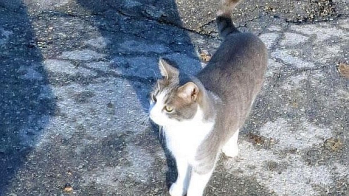 Fiel como perro, gato visita la tumba de su amo