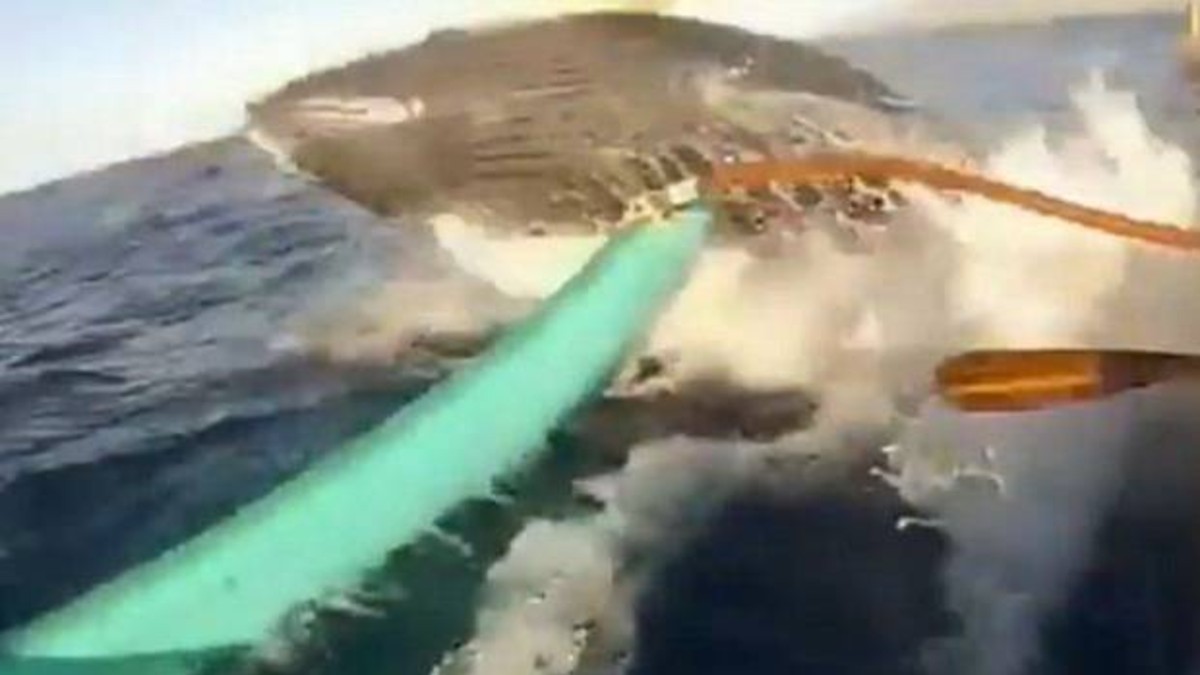 Querían ver ballenas de cerca y una les saltó encima