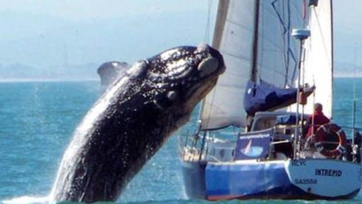 Una ballena aterrizó en un velero y dejó tres heridos