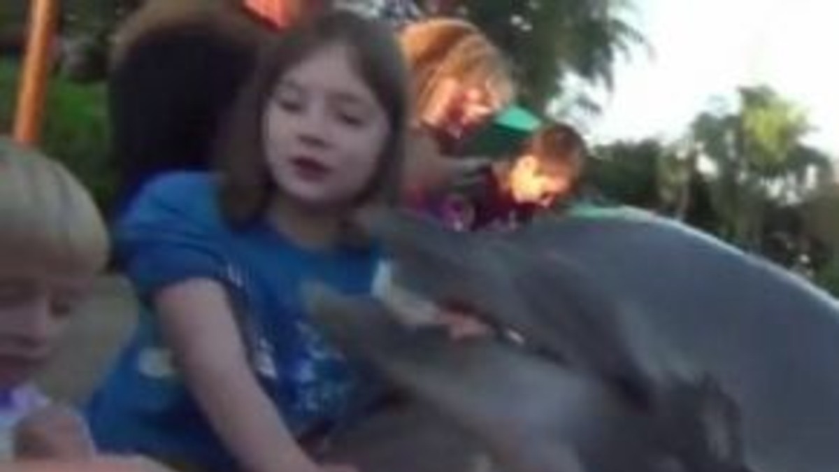 No eran tan buenitos: delfín mordió el brazo a una nena
