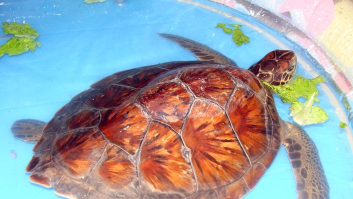 Apareció una tortuga marina en la puerta del Zoo
