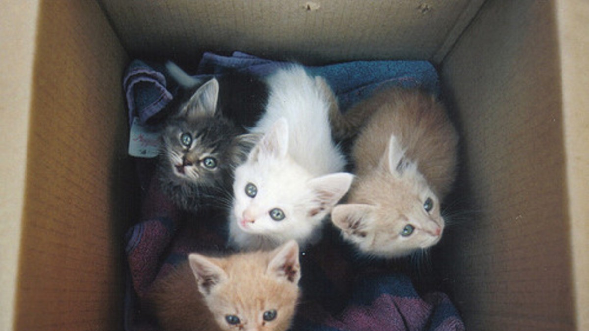 Escrachan a la "loca" de los gatos por tirar cachorritos