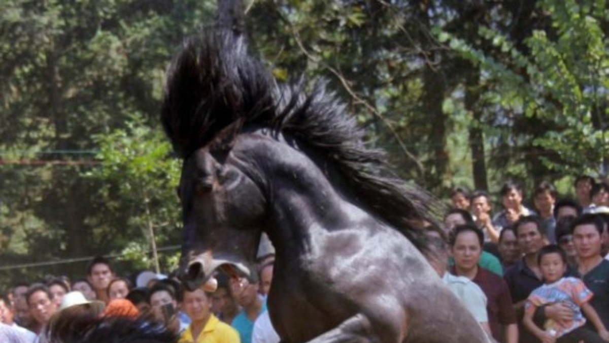 Obligan a caballos sementales a pelear hasta la muerte