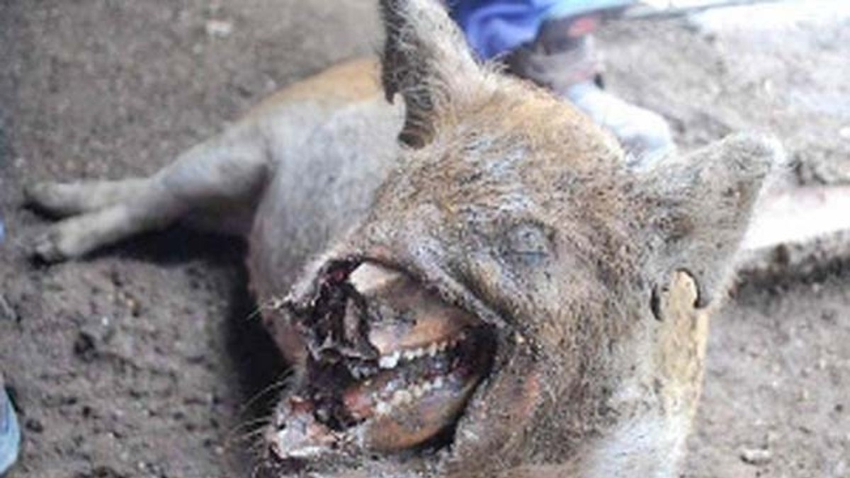 Encuentran a un animal con extrañas mutilaciones
