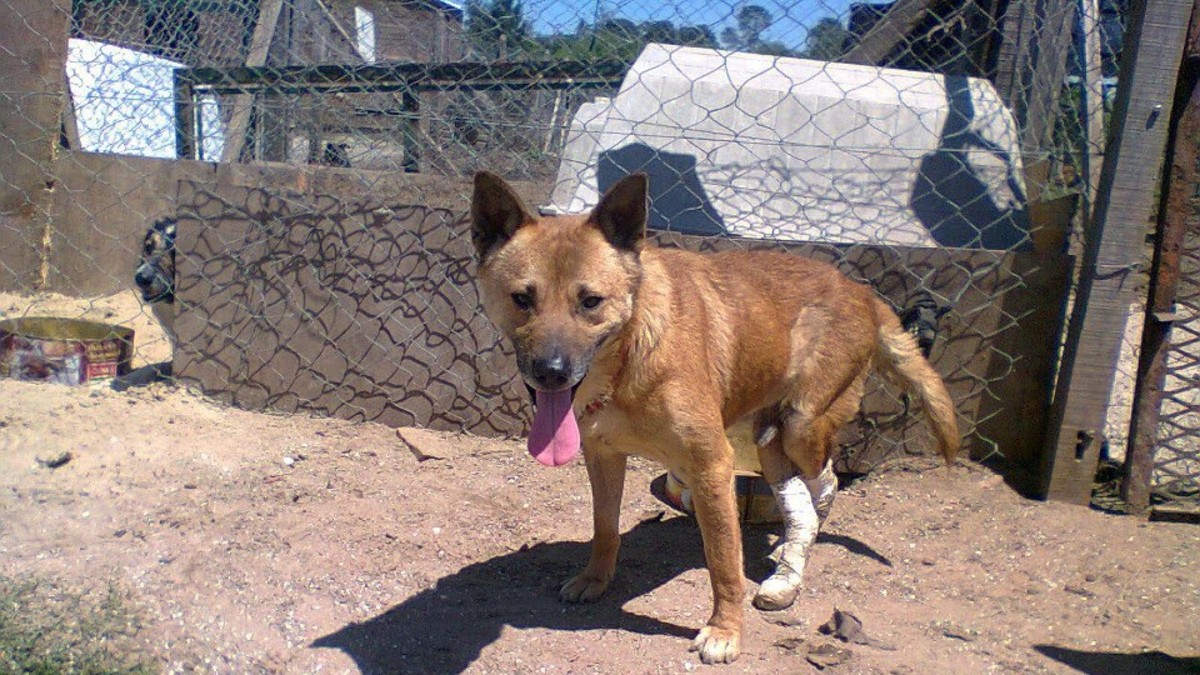 "Salvamos a un perrito de ser comido por los gusanos"