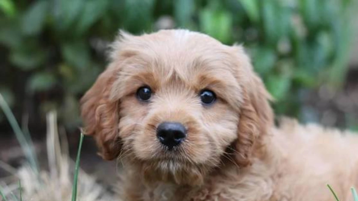 Tres estudios cambian todo lo que sabemos sobre los perros