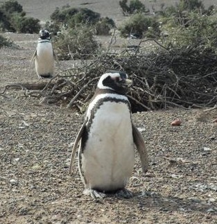 La colonia de pingüinos más grande de Sudamérica