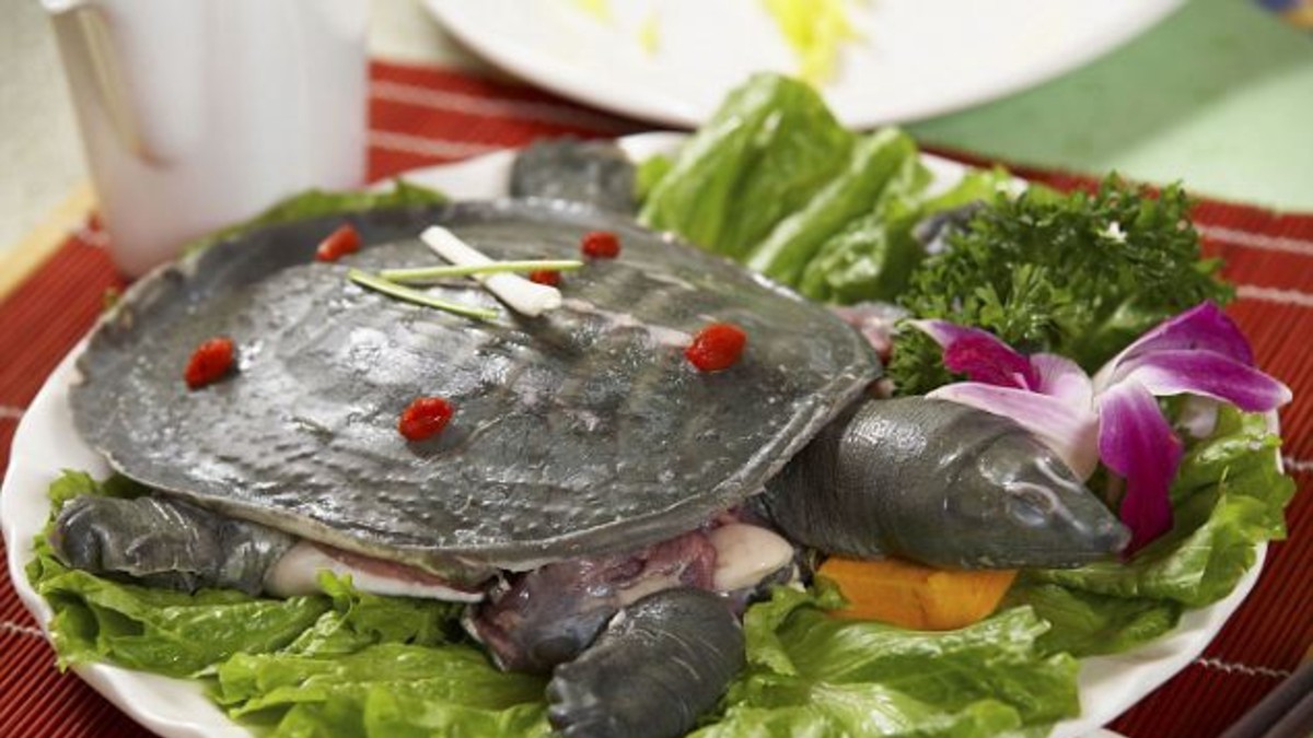 Es furor comer "tortuga que orina por la boca" al plato