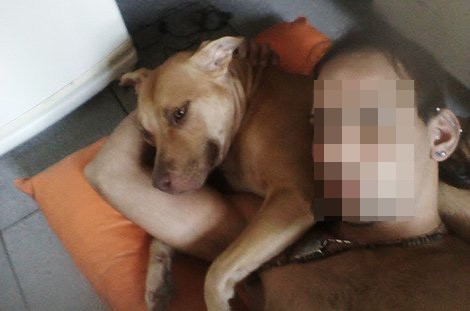 La pitbull se comió a sus crías y él la molió a golpes