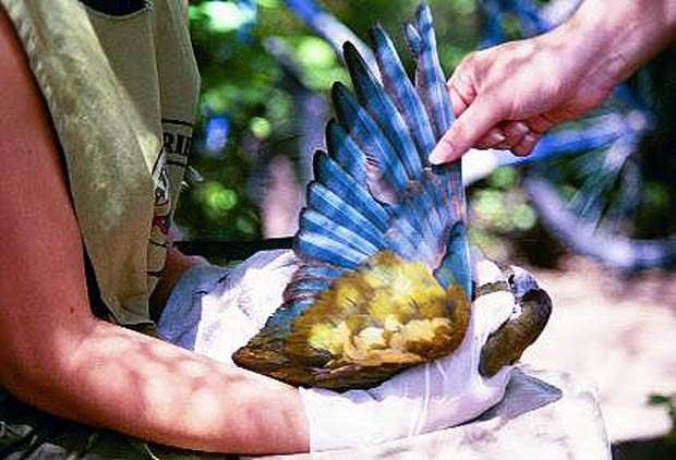 Destiñen loros para venderlos más caros
