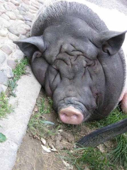 La increíble historia del cerdo más gordo del mundo