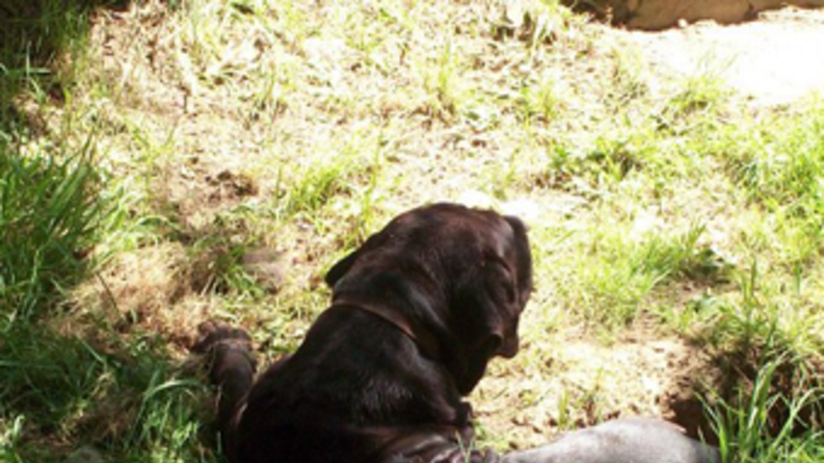 Los dueños de los perros que se "devoraron" a un cartero pueden ir presos