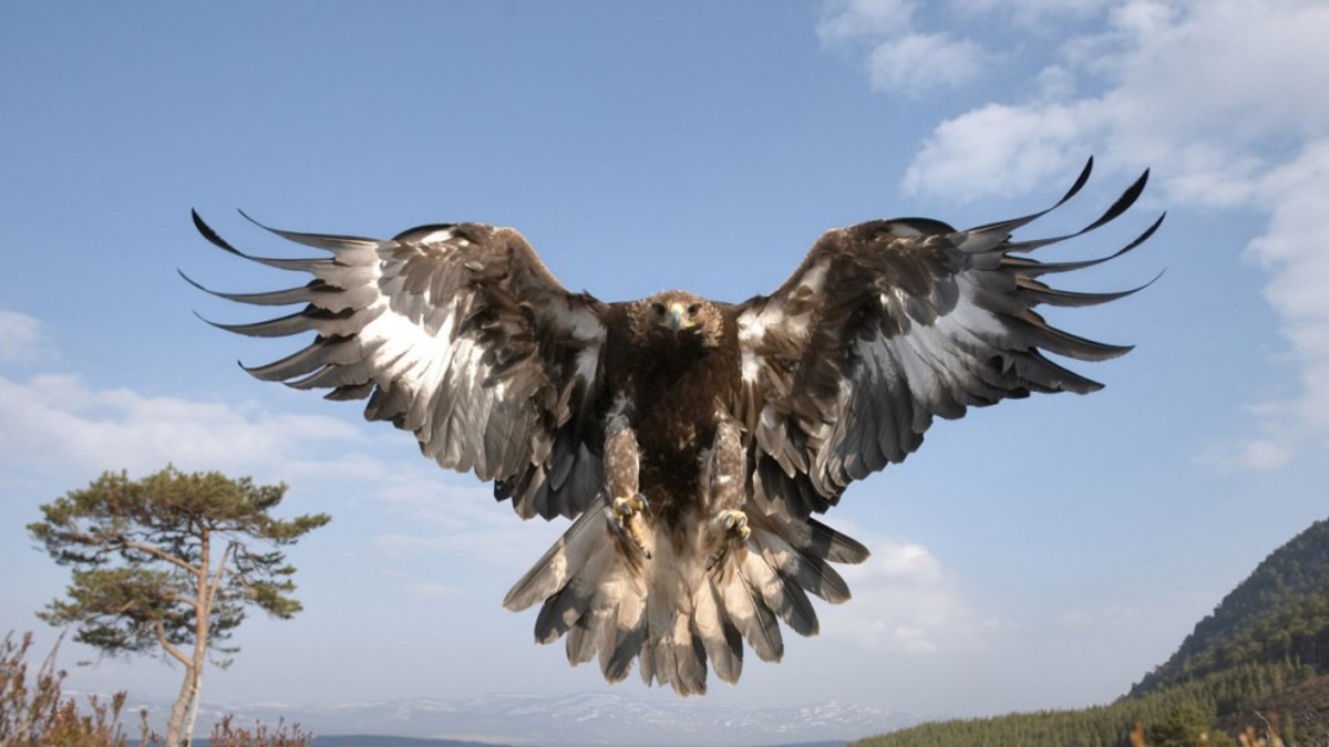 Dejar un bebé cerca de un águila puede ser peligroso