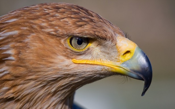 Dejar un bebé cerca de un águila puede ser peligroso