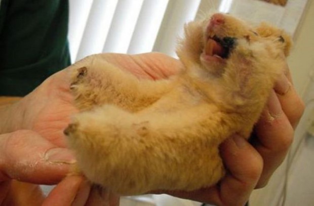 Emborrachan a hámster y lo meten al microondas