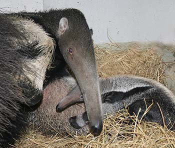 Oso hormiguero mató a su cuidadora en zoo de Varela