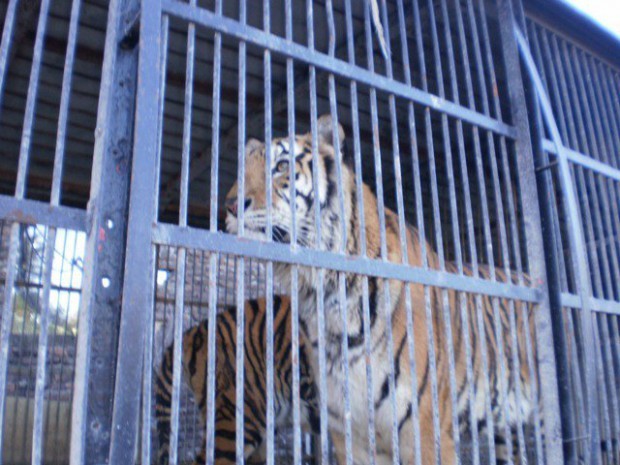 Prohibirían los animales salvajes en los circos