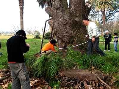 Extraterrestres habrían levantado árbol de dos toneladas