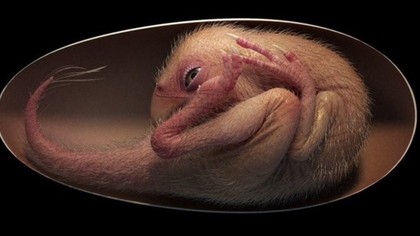 Hallan un embrión de dinosaurio de 66 millones de años