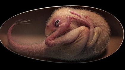 Hallan un embrión de dinosaurio de 66 millones de años