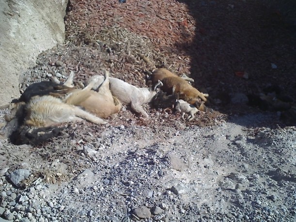 Acusan a perrera de hacer "recorridas de la muerte"- Acusan a perrera de hacer "recorridas de la muerte"