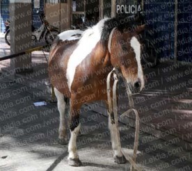 La Plata: comisaría alojó a una yegua "decomisada"