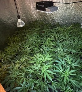 Montó un indoor mayorista de marihuana en la casa: le encontraron 28 kilos listos para la venta