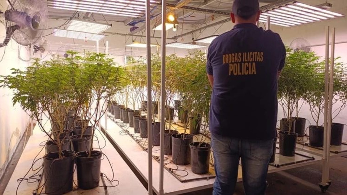 Tenía una cervecería como fachada, encontraron un “vivero” con plantas de marihuana y vendía droga a clientes vip