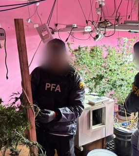 Con un drone y un agente disfrazado descubrieron un cultivo indoor con 124 plantas de marihuana