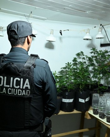 Manejaban un laboratorio de drogas y les encontraron casi 300 plantas de cannabis, LSD y tussi