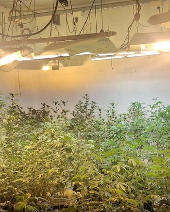 Tenía un cultivo indoor, vendía droga por redes y le encontraron 100 plantas con 15 kilos de marihuana