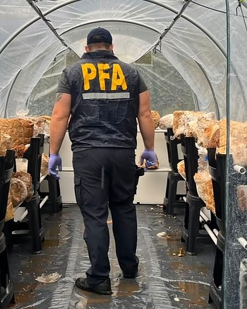 Un drone fue clave para descubrir un cultivo de hongos alucinógenos: secuestraron 171 bolsas