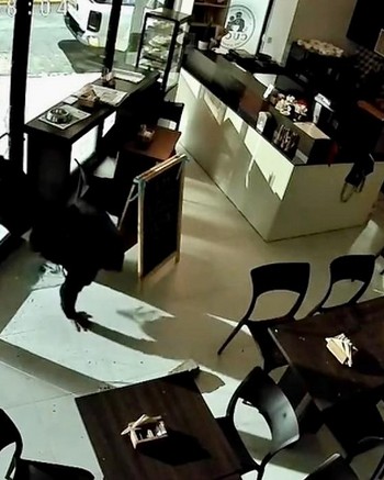 Tiró un cascotazo contra un café, terminó de romper el vidrio a cabezazos y arrancó la caja registradora