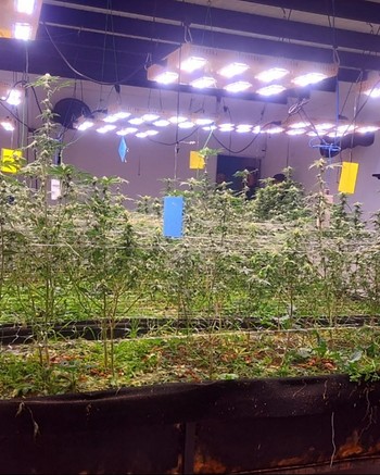 Manejaban una asociación de cannabis y vendían droga: tenían más de 640 plantas de marihuana