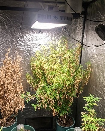 Buscaban armas y encontraron más de 50 plantas de marihuana en un departamento